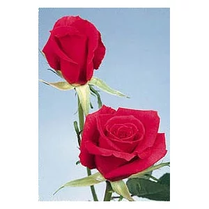 Роза "Красная Франция"(Red France)